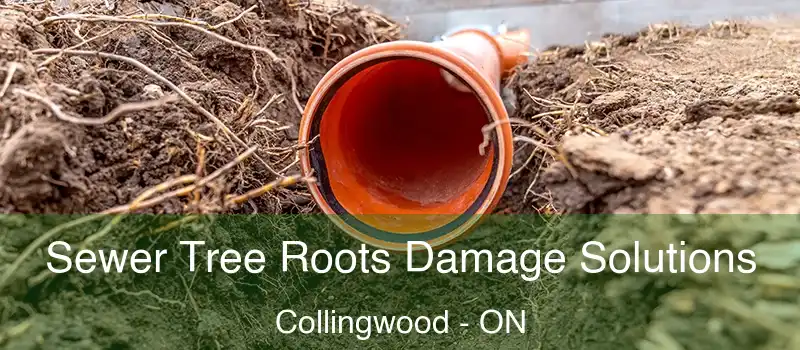  Sewer Tree Roots Damage Solutions Collingwood - ON
